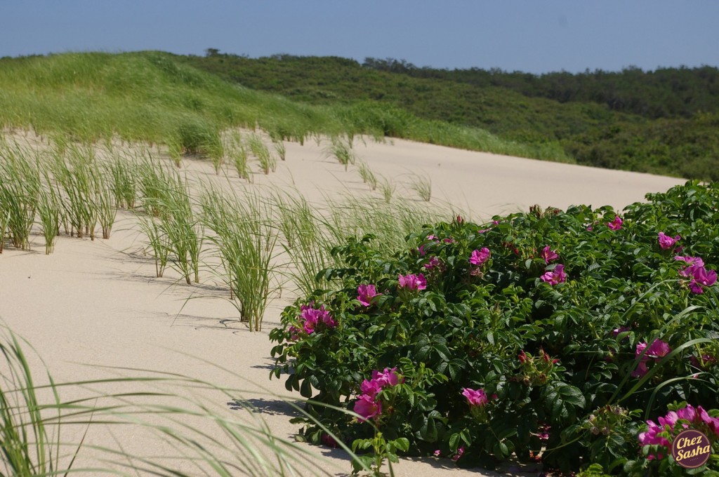 cape cod