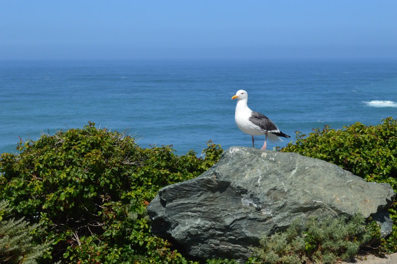 California (8)-1